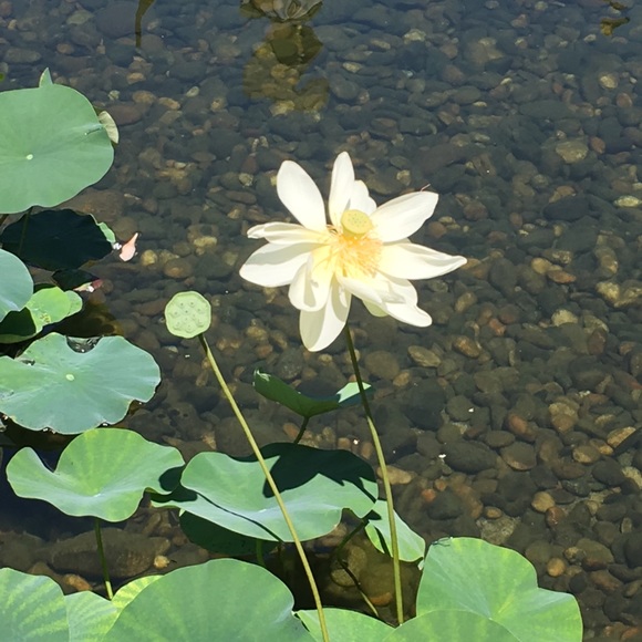 Meet your Posher, Kimberlee - Picture 1 of 1